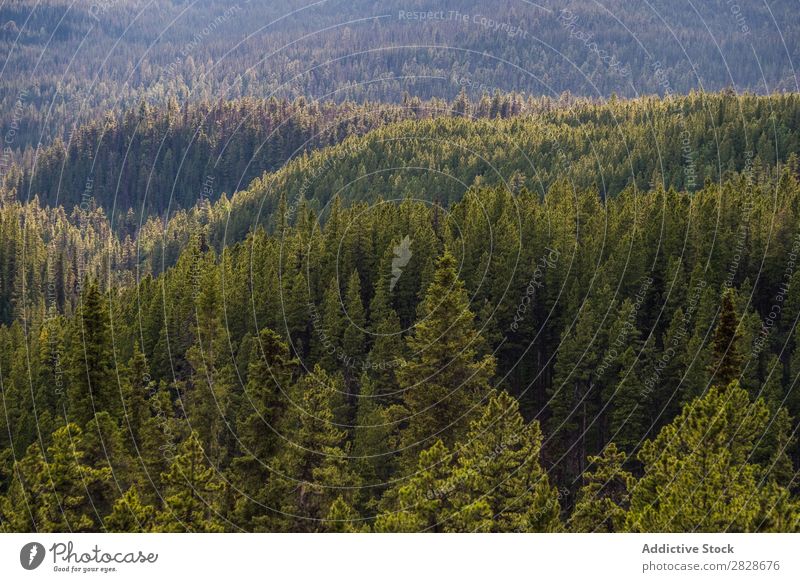 Immergrüner Wald von oben nadelhaltig Baum Oberfläche Landschaft Umwelt Beautyfotografie Tanne Wildnis abstrakt ruhig natürlich Idylle Szene üppig (Wuchs)