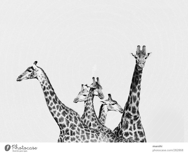 beauties Tier Wildtier Tiergesicht Herde Tierfamilie schwarz weiß Giraffe gefleckt Fleck Safari Südafrika Hals schön Schwarzweißfoto Außenaufnahme