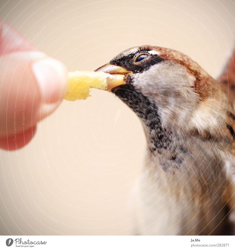 Fütter mich! - Berliner Spatzen lieben Pommes die 2te Fastfood Fingerfood Pommes frites Tier Wildtier Vogel Tiergesicht Flügel Feldsperling Singvögel