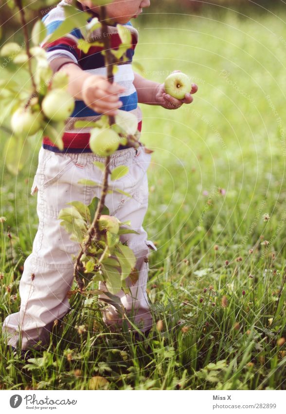 Apfelfips Lebensmittel Ernährung Bioprodukte Vegetarische Ernährung Mensch Kind Kleinkind Kindheit 1 1-3 Jahre 3-8 Jahre Natur Sommer Herbst Baum Gras Garten
