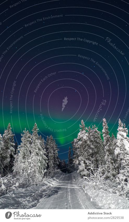 Straße im verschneiten Wald Winter Natur kalt Norden Nacht Polarlicht bedeckt Schnee Jahreszeiten weiß Landschaft Eis Frost Ferien & Urlaub & Reisen