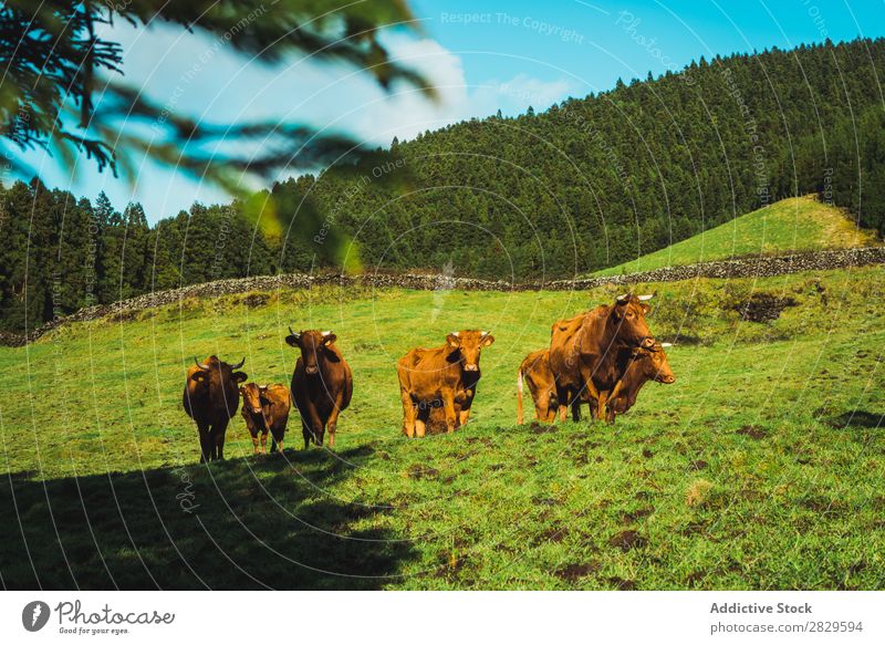 Kühe auf der Weide auf sonnigem Feld Kuh grün Natur Herde Vieh Fressen Essen Sonnenstrahlen Wiese Frühling Sommer Gras Landschaft Landwirtschaft ländlich
