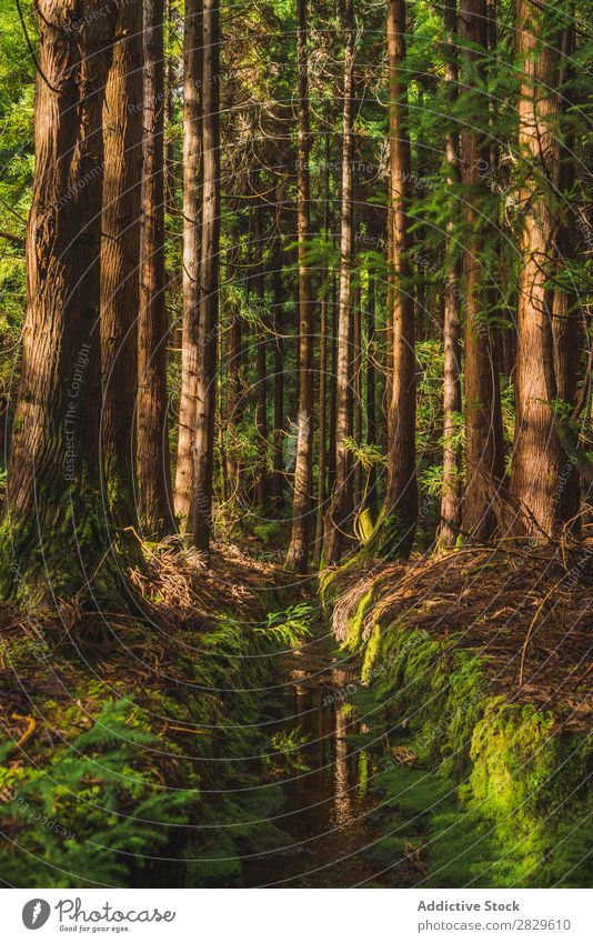 Immergrüner Wald an sonnigen Tagen Natur Umwelt Wege & Pfade Reihen natürlich Jahreszeiten Pflanze Blatt Licht frisch hell Sonnenlicht Holz Wachstum Rüssel