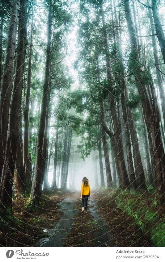 Frau beim Spaziergang im Wald grün hübsch Ferien & Urlaub & Reisen Tourismus Einsamkeit Natur Landschaft Baum Rüssel Pflanze Park Jahreszeiten Nebel Umwelt