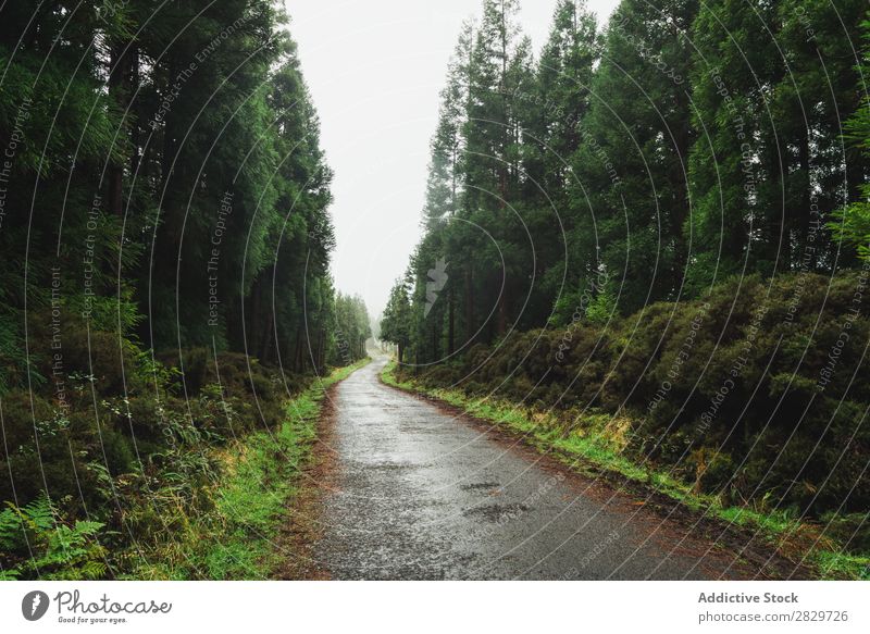 Neblige Straße in grünem Wald Nebel Ferien & Urlaub & Reisen Umwelt Zauberei u. Magie malerisch Fahrbahn Perspektive Landschaft natürlich Jahreszeiten