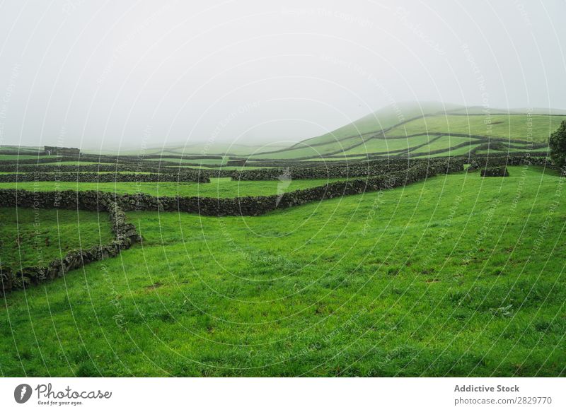 Grünes nebliges Feld mit Zaun grün Aussicht Natur Landschaft Stein Nebel Gras Wiese ländlich Wolken Jahreszeiten Umwelt Szene schön Landwirtschaft Länder