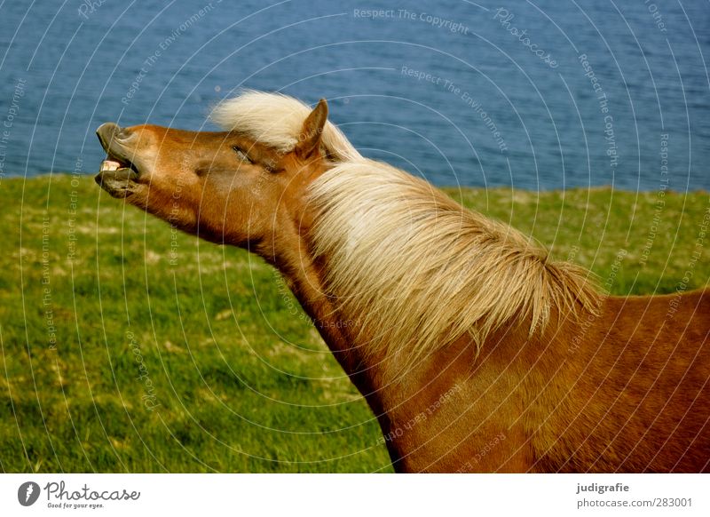 Island Umwelt Natur Wasser Gras Tier Nutztier Pferd Island Ponys 1 lustig natürlich wild Freiheit wiehern Farbfoto Außenaufnahme Tierporträt Profil