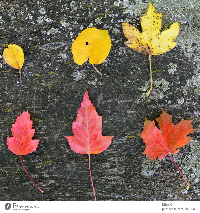 Gelb-Rot Herbst Blatt Holz mehrfarbig Herbstlaub herbstlich Herbstfärbung Ahornblatt Lindenblatt rot gelb Baumstamm Moos Sammlung Anhäufung Farbfoto