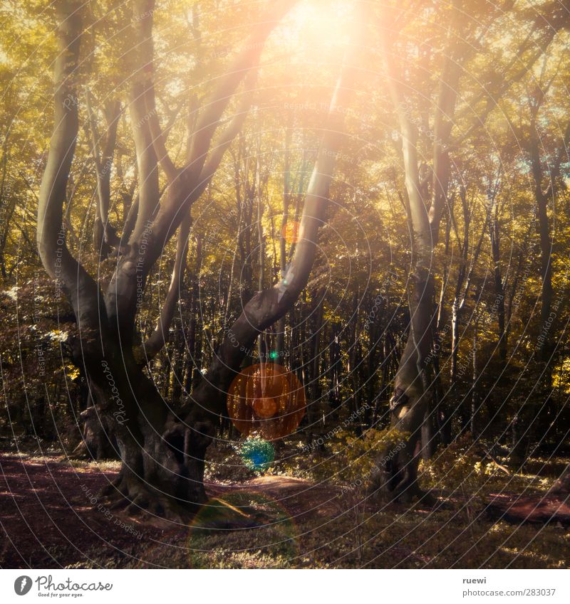 Strahlt ein Lichtlein im Walde Sinnesorgane ruhig Ausflug Sonne Forstwirtschaft Umwelt Natur Landschaft Pflanze Erde Sonnenlicht Sommer Herbst Schönes Wetter