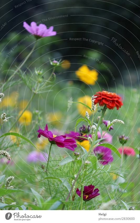 viele bunte Sommerblumen auf einer Blumenwiese Umwelt Natur Pflanze Schönes Wetter Blatt Blüte Schmuckkörbchen Park Blühend Wachstum Duft schön einzigartig
