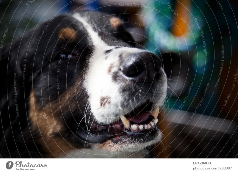 Treue. Tier Hund 1 Freundlichkeit Glück rebellisch schön Freude Kraft Geborgenheit Tierliebe Verantwortung achtsam Wachsamkeit Angst Partnerschaft