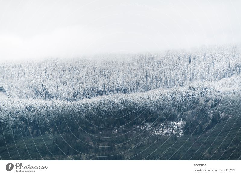 Abkühlung Winter Eis Frost Schnee Baum Wald Berge u. Gebirge kalt erfrieren Raureif Schneefallgrenze USA Oregon Farbfoto Außenaufnahme Menschenleer