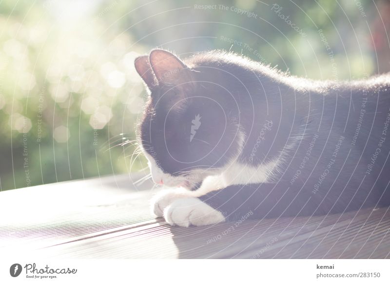Sonne auf dem Pelz Terrasse Schönes Wetter Sträucher Garten Tier Haustier Katze Fell Pfote Ohr 1 liegen hell schwarz Zufriedenheit Gelassenheit ruhig Reinigen