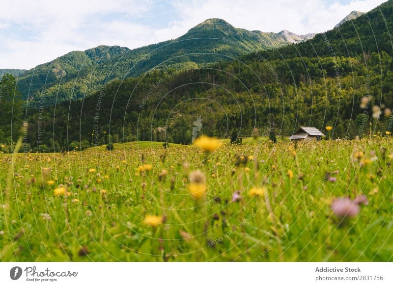 Kleine Blumen auf der Wiese Hügel klein grün Gras gelb Natur Landschaft Sommer Feld schön Landen Sonnenstrahlen ländlich Umwelt Sonnenlicht Pflanze hell Blüte