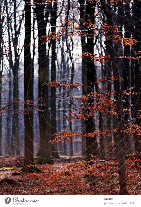 November im Wald verwunschen verwunschener Wald heimisch nordisch Herbstwald Waldbaden Stille Herbstlaub Laubwald braunrot Waldstimmung Novemberstimmung