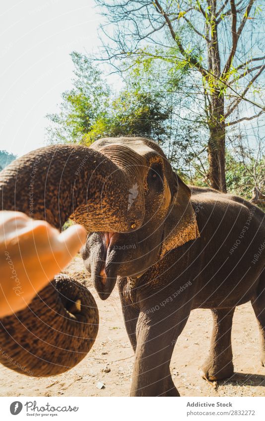 Großer Elefant stehend Natur groß wild Tier Park Tierwelt Säugetier natürlich Ferien & Urlaub & Reisen Chiangmai Haut Safari niedlich Kraft Wildnis Zoo