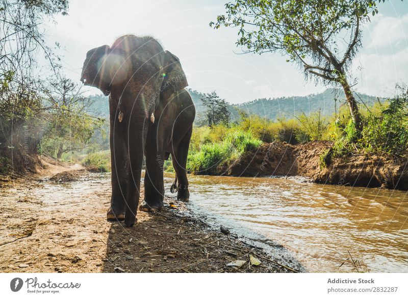 Großer Elefant im Wasser stehend Natur groß wild Tier Park Tierwelt Säugetier natürlich Ferien & Urlaub & Reisen Chiangmai Haut Safari niedlich Kraft Wildnis