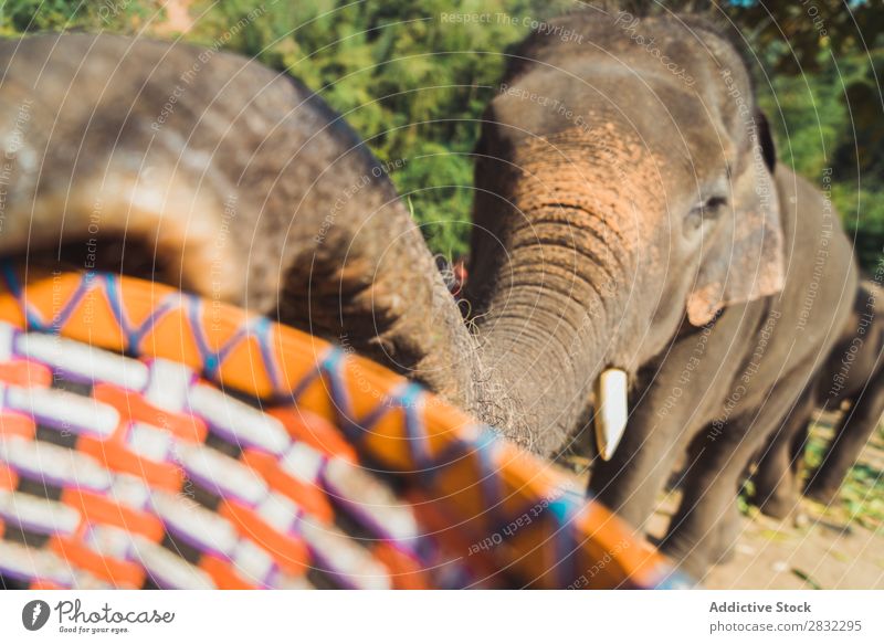 Elefanten-Zugkoffer für die Behandlung Natur groß wild Tier Park Rüssel ziehend Korb Leckerbissen Tierwelt Säugetier natürlich Ferien & Urlaub & Reisen