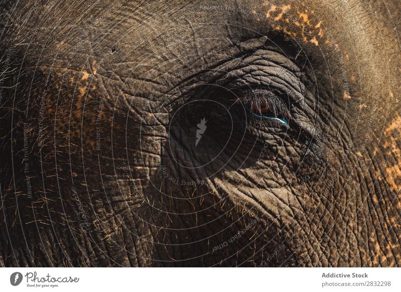 Großer Elefant mit geschlossenem Auge Natur groß wild Tier Nahaufnahme Park Tierwelt Säugetier natürlich Ferien & Urlaub & Reisen Chiangmai Haut Safari niedlich