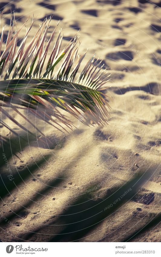 Sand zwischen den Zehen Umwelt Natur Sommer Klima Schönes Wetter Wärme Dürre Pflanze natürlich trocken Sandstrand Strand Palmenwedel Palmenstrand