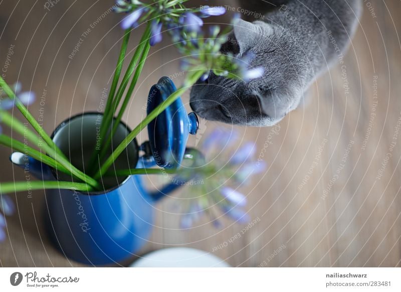 Stilleben Mit Katze Ein Lizenzfreies Stock Foto Von Photocase