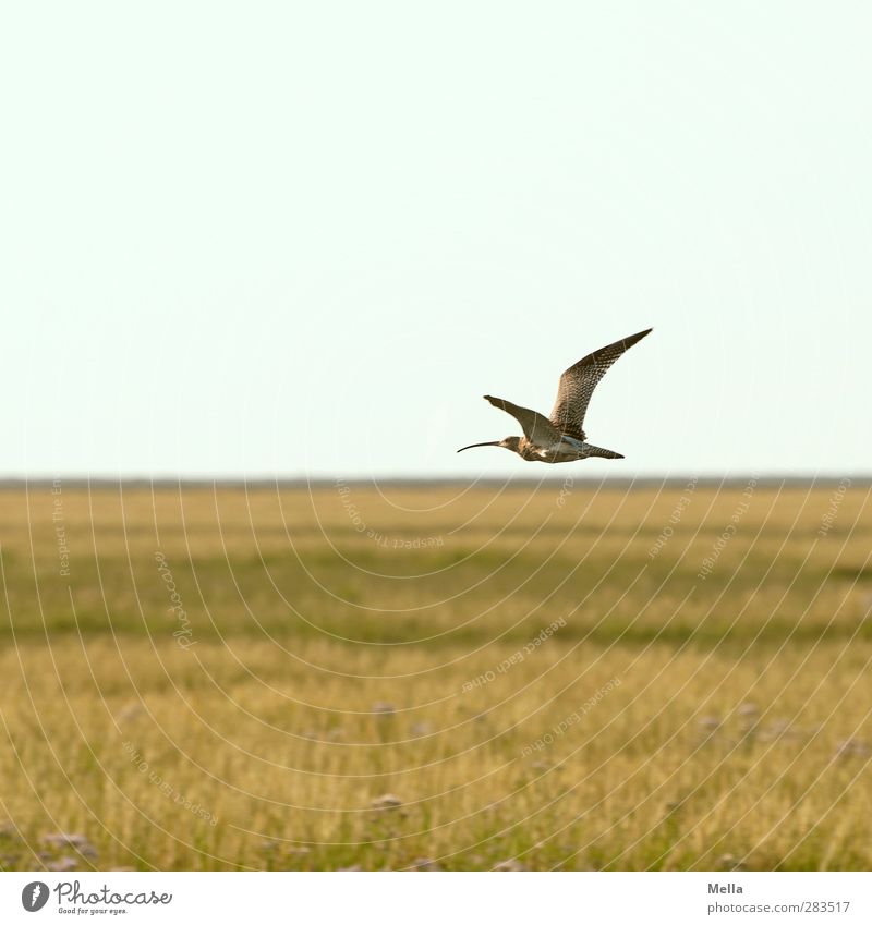 Wohin. Umwelt Natur Landschaft Gras Wiese Nordsee Salzwiese Koog Groden Feuchtwiese Tier Vogel Watvögel Uferschnepfe Schnepfenvögel Brachvogel 1 fliegen frei