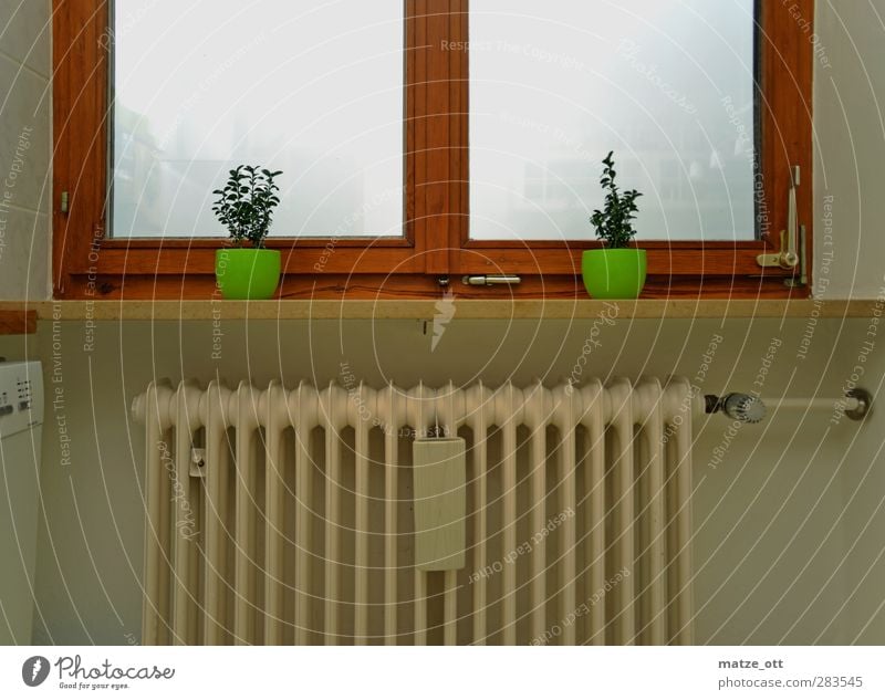 Zwei ungleiche Zwillinge Häusliches Leben Wohnung Dekoration & Verzierung Nebel Fenster Heizung Blumentopf Holzfenster Wärme Energie sparen heizen Heizkörper