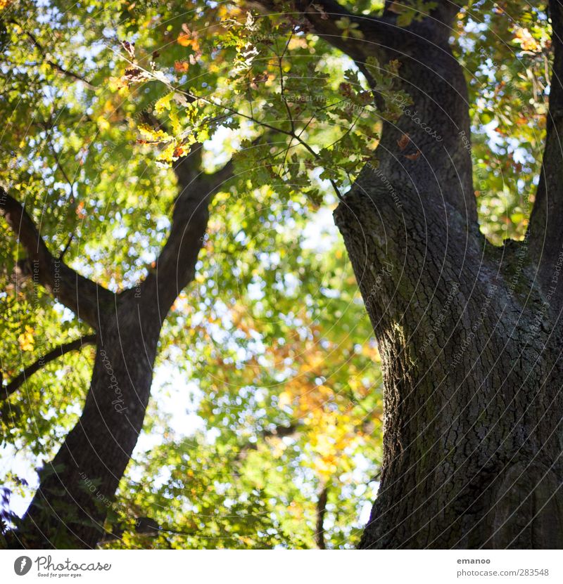 Herbstbaum Umwelt Natur Landschaft Pflanze Baum Blatt Garten Park Wald natürlich braun grün Baumrinde Baumstamm Ast Astgabel Eiche y Strukturen & Formen