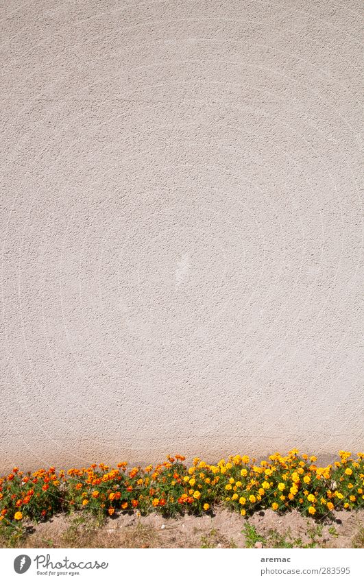 Ordungsliebe Pflanze Blume Gras Mauer Wand Fassade Sauberkeit grau gewissenhaft ruhig leer Farbfoto Außenaufnahme abstrakt Menschenleer Textfreiraum oben Tag