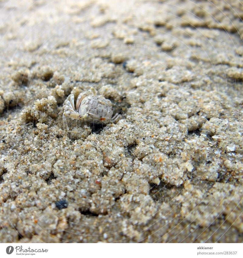 1,2,3,4 Eckstein... Umwelt Natur Tier Urelemente Erde Sand Küste Strand Meer Wildtier klein nass natürlich Krabbe Farbfoto Gedeckte Farben Außenaufnahme