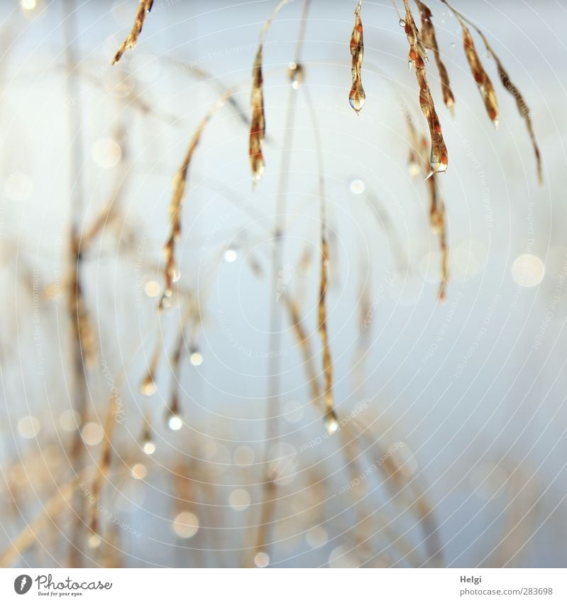 Tautröpfchen... Umwelt Natur Pflanze Herbst Nebel Gras Seeufer Tropfen glänzend hängen leuchten dehydrieren Wachstum ästhetisch authentisch außergewöhnlich