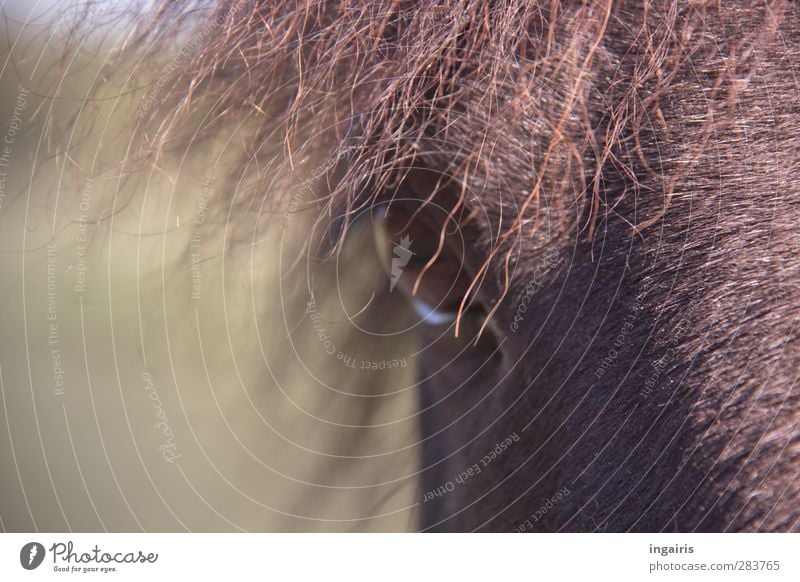 Im Moment des Augenblicks Reiten Natur Tier Nutztier Pferd Pferdeauge Mähne Island Ponys Körperteile 1 beobachten Blick Freundlichkeit Neugier braun grün