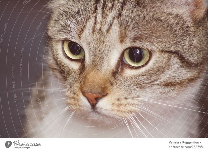 konzentrierte Katze/Kater ! Tier Haustier Tiergesicht Fell 1 Tierjunges Blick außergewöhnlich Coolness dick Glück gruselig schön klein lustig muskulös Erotik