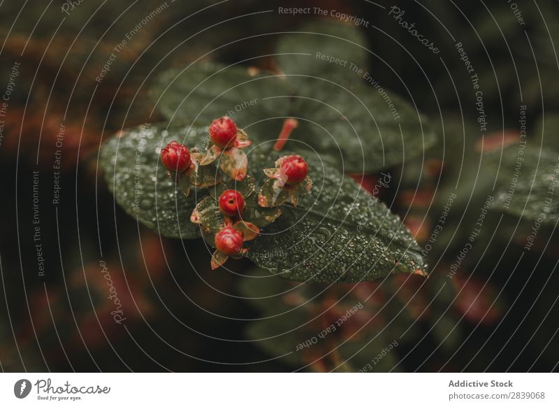 Beeren aus der Nähe im Wald wild rot schwarz Frucht Lebensmittel Natur Gesundheit organisch frisch reif natürlich Sommer grün Blatt süß Vitamin saftig Dessert