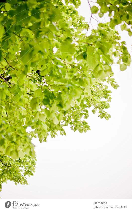 Blätterwald Garten Natur Pflanze Baum Blatt Grünpflanze Park Wald Wachstum natürlich Erholung Umweltschutz Baumkrone Blattgrün Blattunterseite Blätterdach Ast