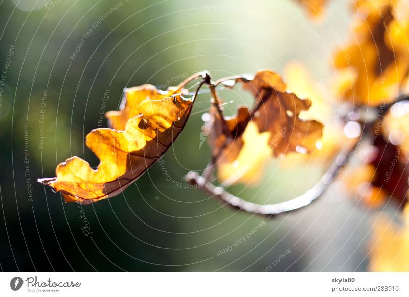 Herbstwärme fallen Blattadern Farbe Färbung Strukturen & Formen Laubbaum Kontrast Vergänglichkeit Erde Herbstfärbung leuchten Herbstlaub saisonbedingt