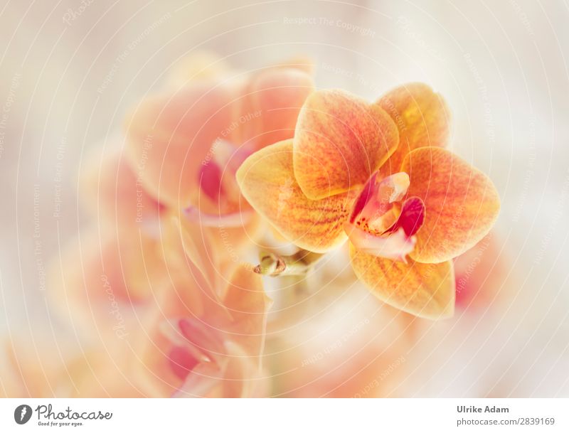 Orange Orchidee elegant schön Wellness harmonisch Wohlgefühl Erholung Meditation Spa Dekoration & Verzierung Tapete Bild Muttertag Geburtstag Natur Pflanze