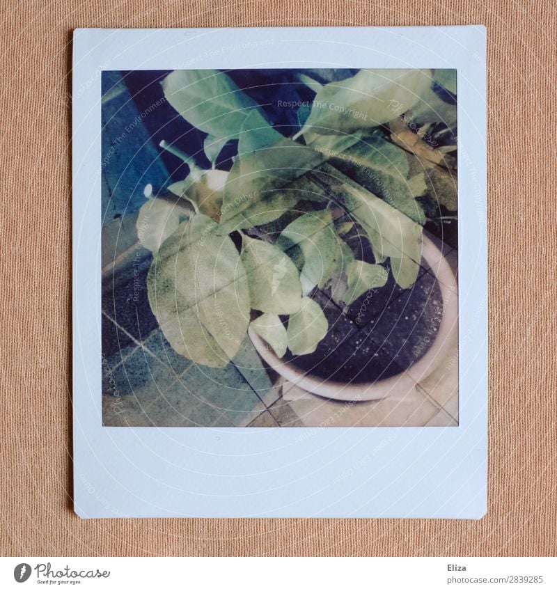 a random plant Pflanze retro Doppelbelichtung Fliesen u. Kacheln Zimmerpflanze Polaroid analog rosa grün Gedeckte Farben Lomografie Menschenleer