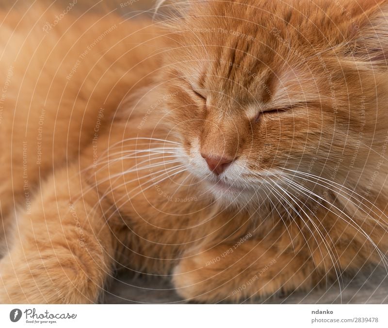 rote erwachsene Katze schläft zusammengerollt Freude Erholung Sonne Tier Haustier 1 schlafen lustig niedlich braun gelb Gelassenheit orange heimisch fluffig