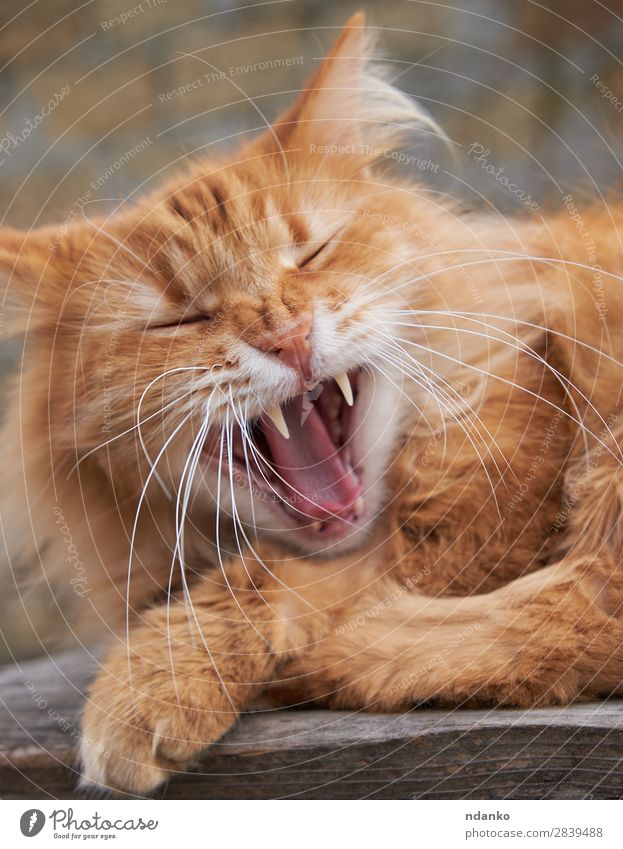 rote erwachsene Katze gähnt Tier Haustier Pfote 1 liegen schlafen schreien niedlich orange Erholung Farbe gähnen Katzenbaby heimisch Ingwer eine Säugetier