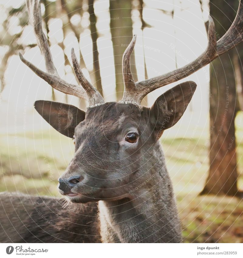 Hirschlein deck dich Umwelt Natur Tier Wildtier Tiergesicht 1 Umweltschutz Hirsche Säugetier hirschgeweih Horn Wald Reh Jagdrevier Deutschland Damwild Farbfoto