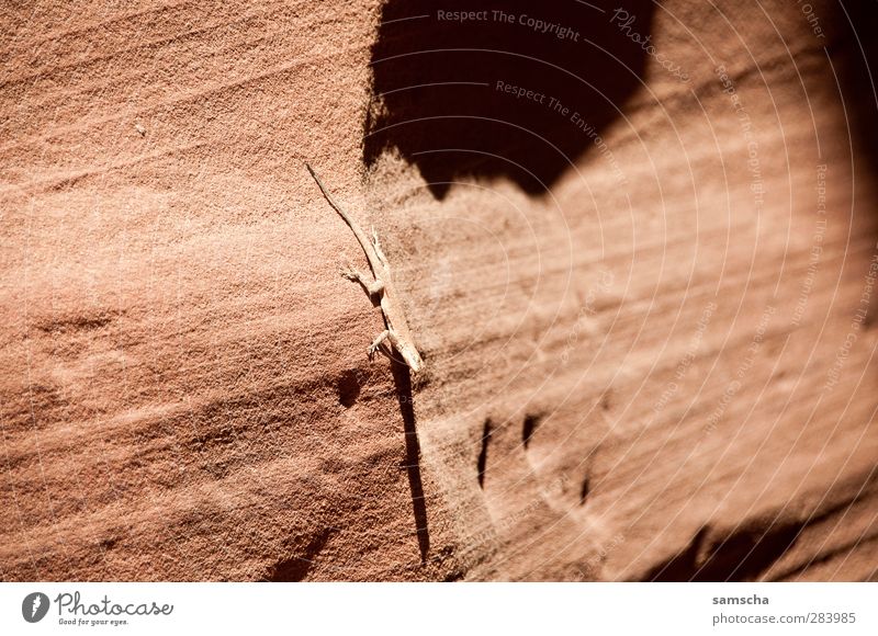 Winzling Natur Tier Felsen Schlucht Wildtier 1 beobachten krabbeln warten klein niedlich Geschwindigkeit Wärme Echte Eidechsen Reptil Urzeit tierisch Sonne