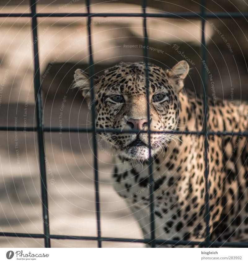 Leopard Zoo Tier Wildtier Tiergesicht 1 Gitter Blick braun gelb gold Farbfoto Außenaufnahme Menschenleer Textfreiraum links Tag Schwache Tiefenschärfe
