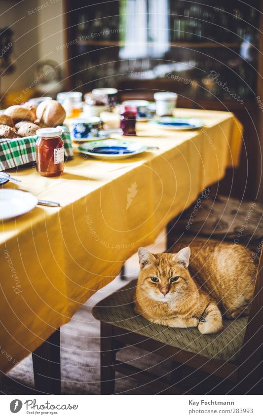 just chillin' Lebensmittel Brötchen Marmelade Ernährung Frühstück Heißgetränk Geschirr Teller Tasse Lifestyle Freude harmonisch Wohlgefühl Zufriedenheit