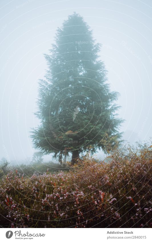 Kiefer bei nebligem Morgenwetter Nebel Landschaft Fichte Wald Zauberei u. Magie friedlich Dunst spukhaft Menschenleer Jahreszeiten Farbe Natur ländlich