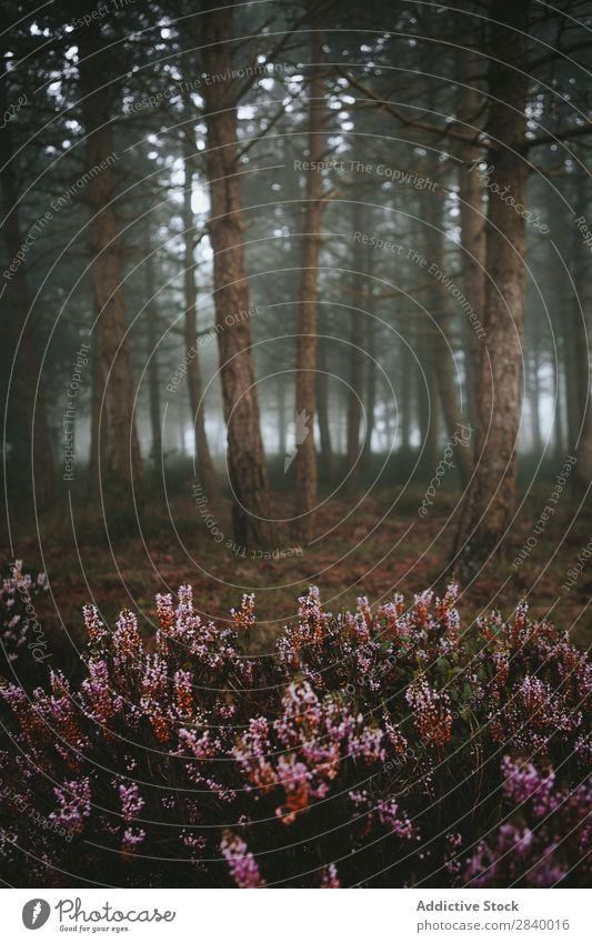 Blühender Busch in magischen Wäldern Wald geheimnisvoll Blume Umwelt Wildnis Beautyfotografie Nebel ruhig Mysterium Landschaft schön Zauberei u. Magie Wachstum