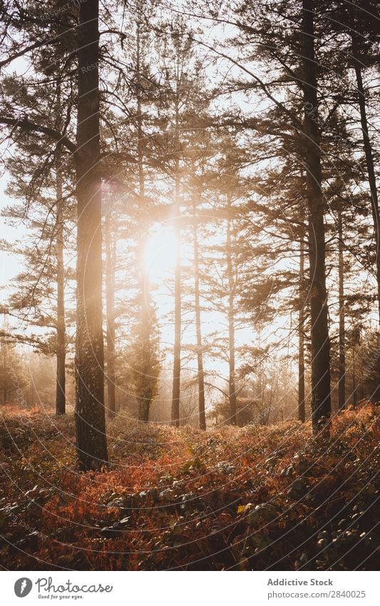 Sonnenlicht in ruhigen Herbstwäldern Wald Zauberei u. Magie Landschaft Natur Nebel malerisch frisch Blatt Umwelt Licht Jahreszeiten natürlich hell
