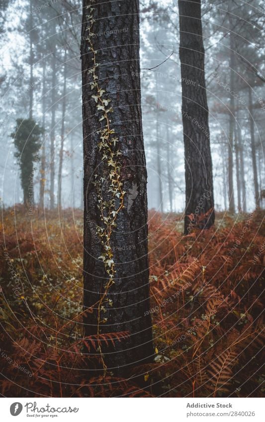 Landschaft mit ruhigen Herbstwäldern Wald Sonnenlicht Zauberei u. Magie Natur Nebel malerisch frisch Blatt Umwelt Licht Jahreszeiten natürlich hell