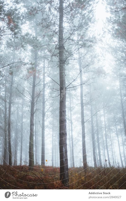 Landschaft mit ruhigen Herbstwäldern Wald Sonnenlicht Zauberei u. Magie Natur Nebel malerisch frisch Blatt Umwelt Licht Jahreszeiten natürlich hell