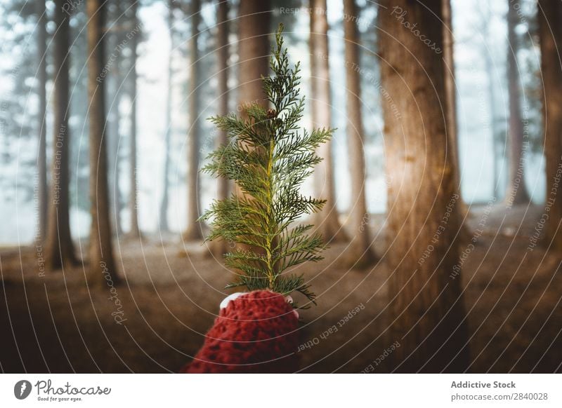 Getreideperson mit immergrünem Ast im Wald Mensch nadelhaltig Natur Fichte Hand Jahreszeiten Umwelt zeigen Baum rustikal Immergrün Beautyfotografie Kiefer Tanne
